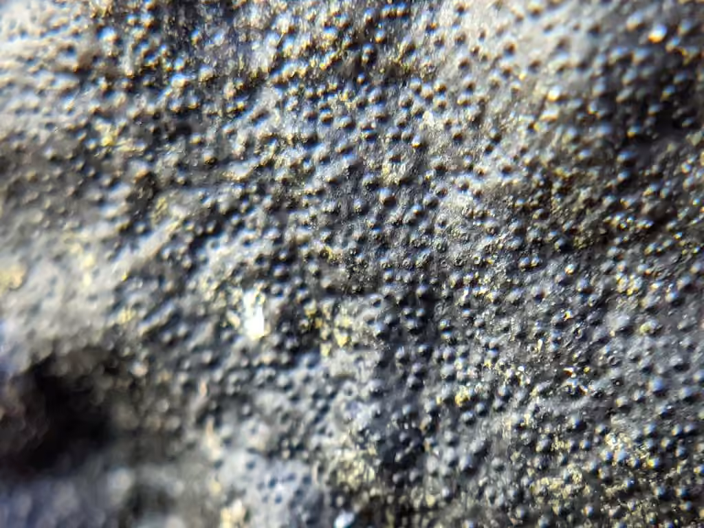 Biscogniauxia mediterranea, photo 3 sur 5