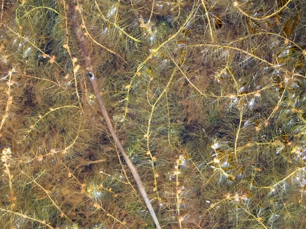 Myriophylle de Farwell, En fruits