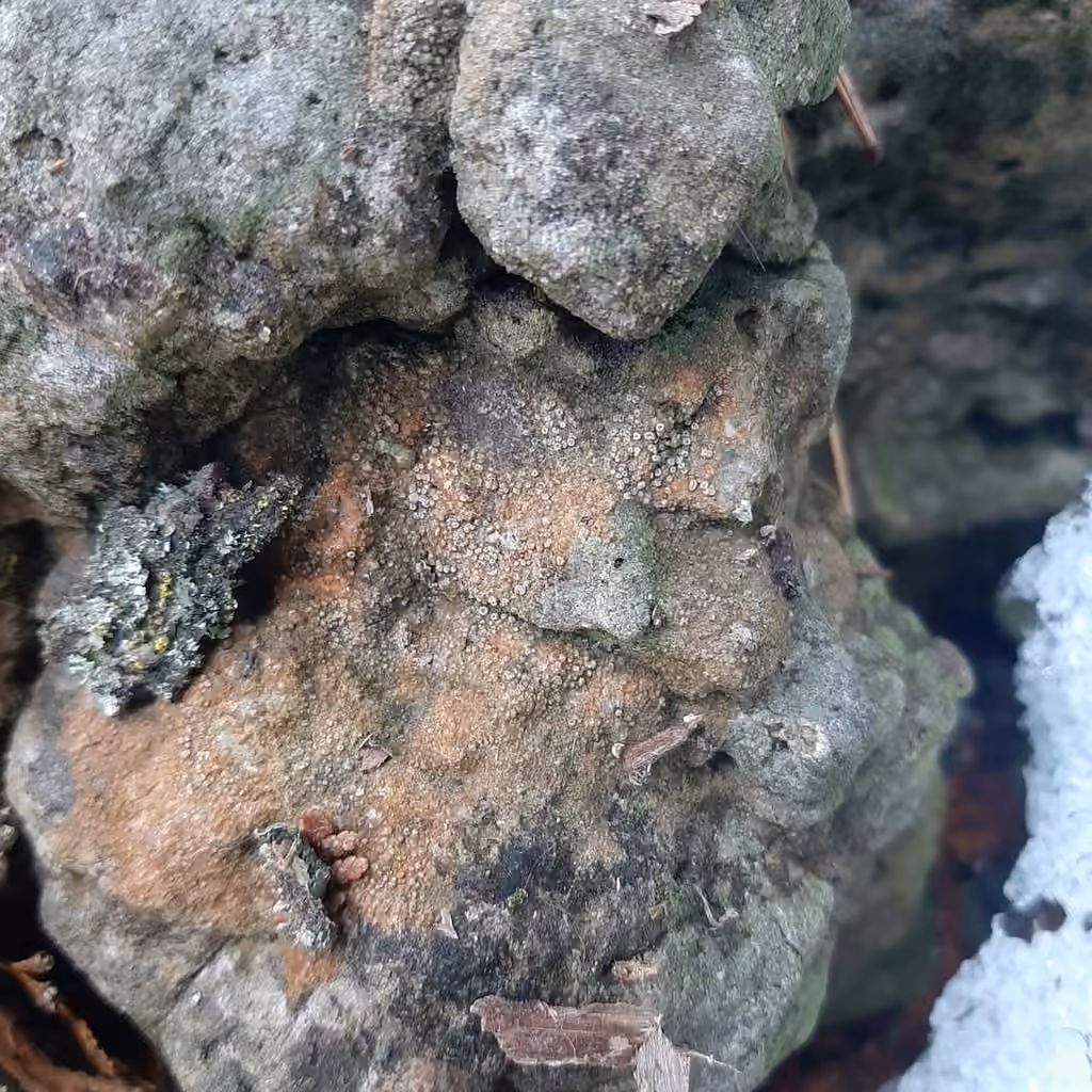 Rock Dimple Lichen, photo 3 of 5