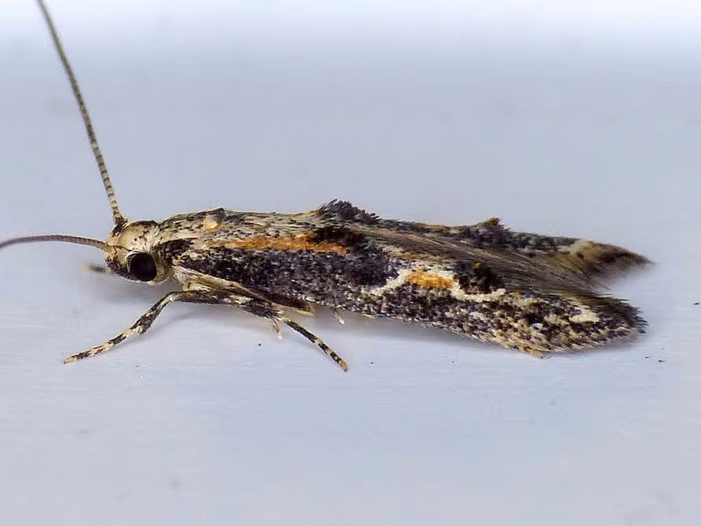 Apple Pith Moth, Adulte