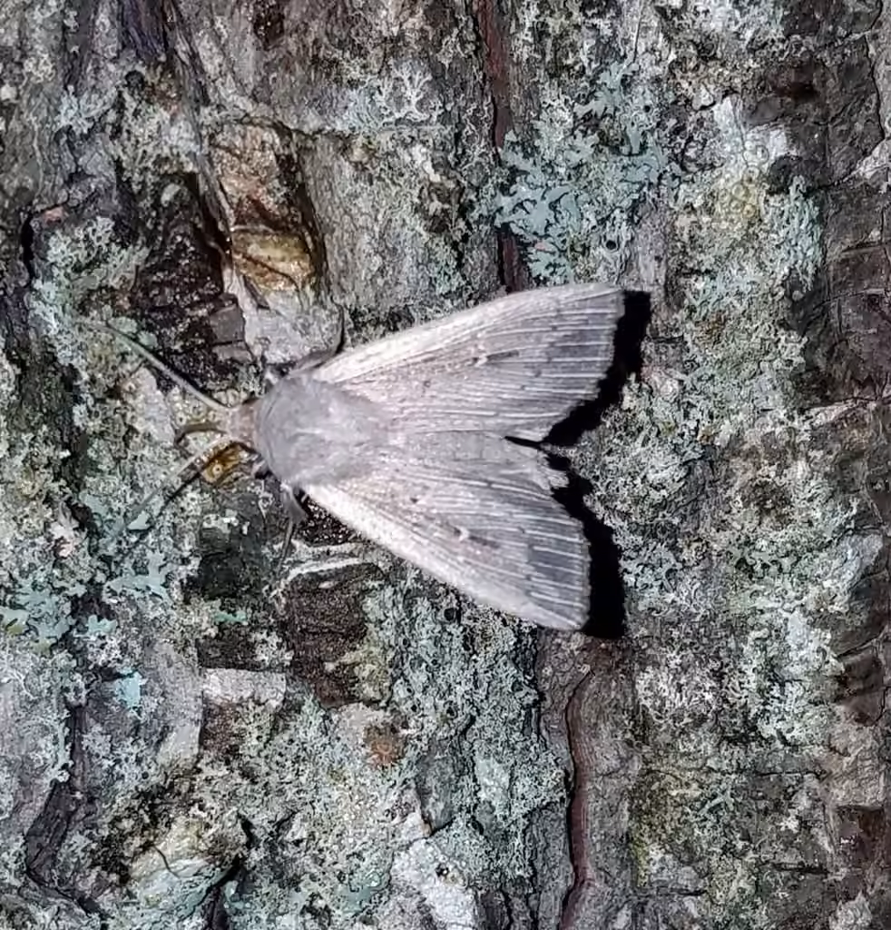Northern Linen Wainscot, Adulte