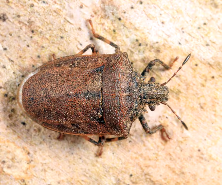Amaurochrous cinctipes, Adult male