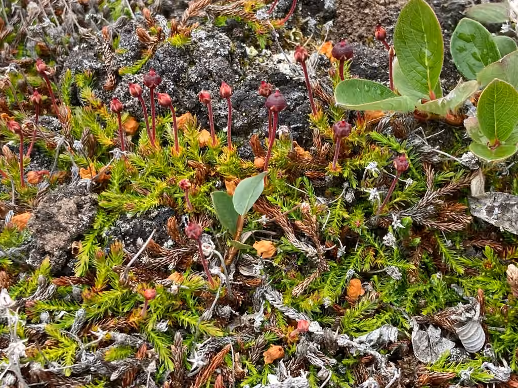 Mossplant, In fruit