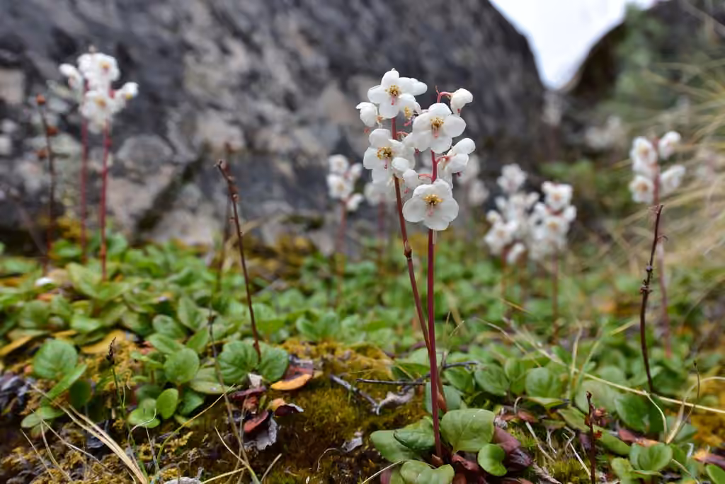 Pyrole à grandes fleurs