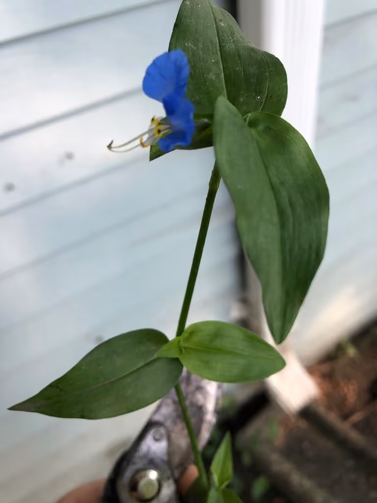Comméline commune, En fleurs
