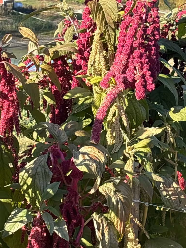 Amarante queue-de-renard, En fleurs