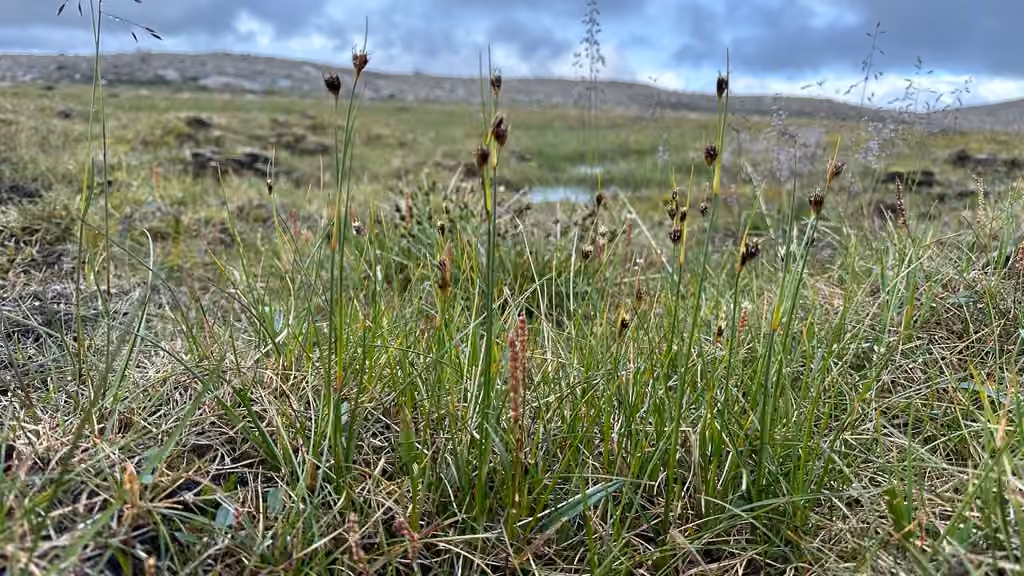 Chestnut rush, In flower