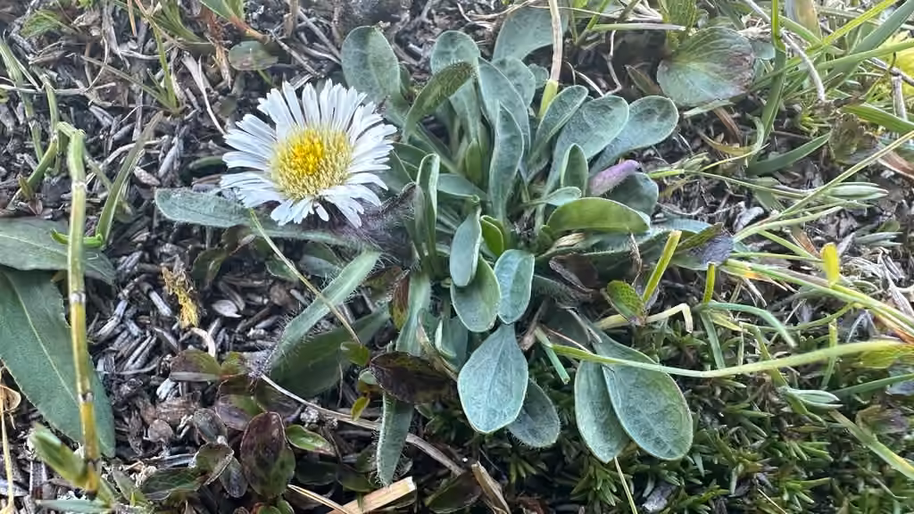 Vergerette à une fleur, En fleurs