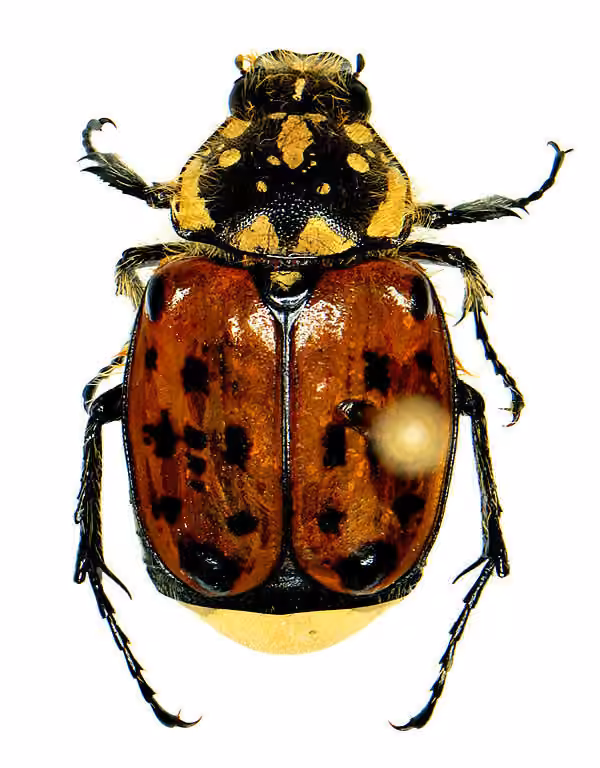 Cétoine maculée, Adulte