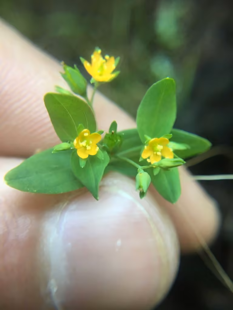 Millepertuis nain, En fleurs