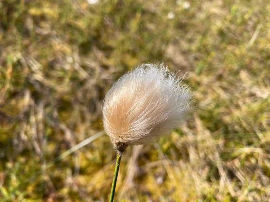 Linaigrette de Chamisso, En fruits