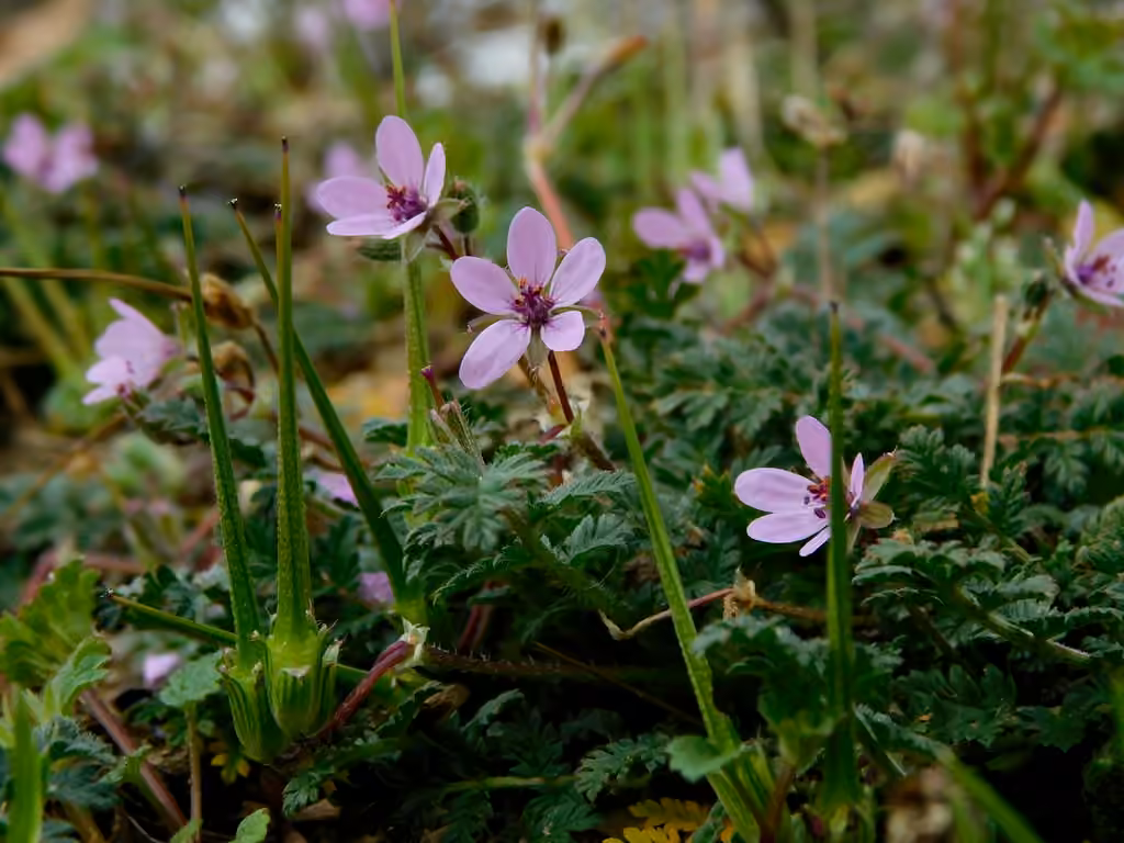 Érodium cicutaire