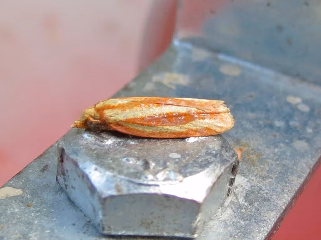 Three-streaked Sparganothis Moth, photo 1 of 5