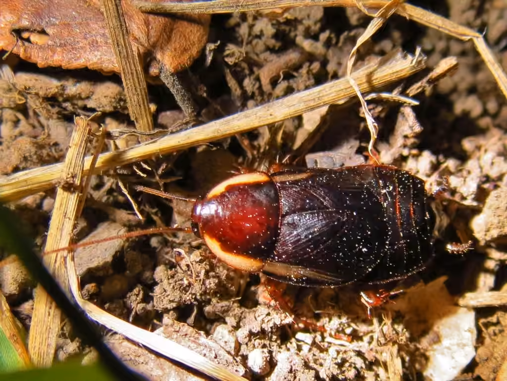Blatte de Pennsylvanie, Femelle