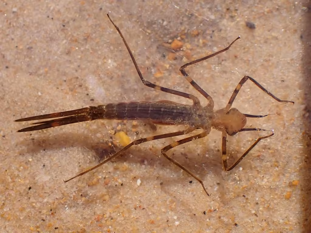 Demoiselle bistrée, Nymphe
