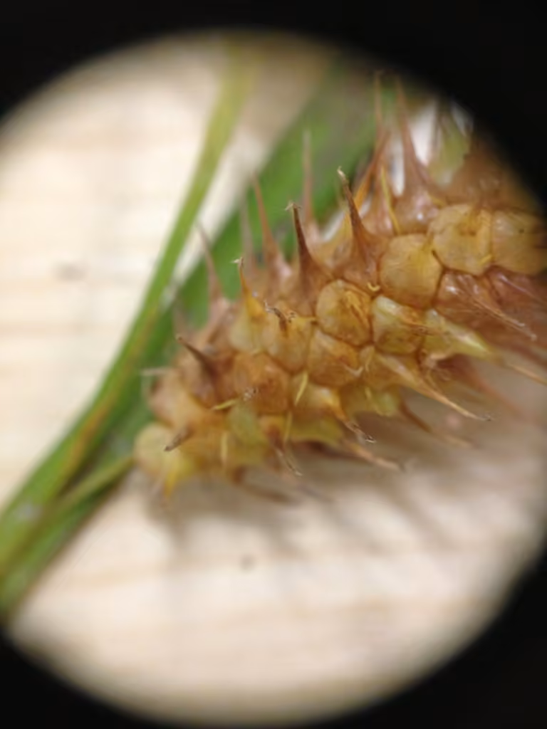 Carex luisant