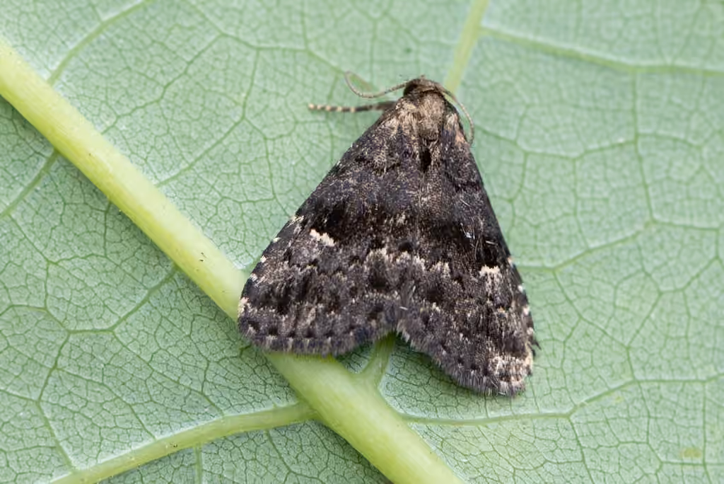 Blackish Dyspyralis, Adulte