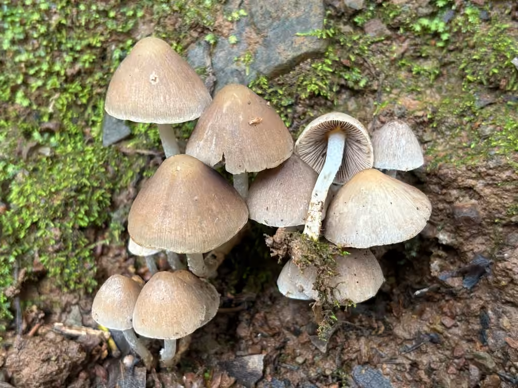 Coprinopsis canoceps, photo 2 sur 5