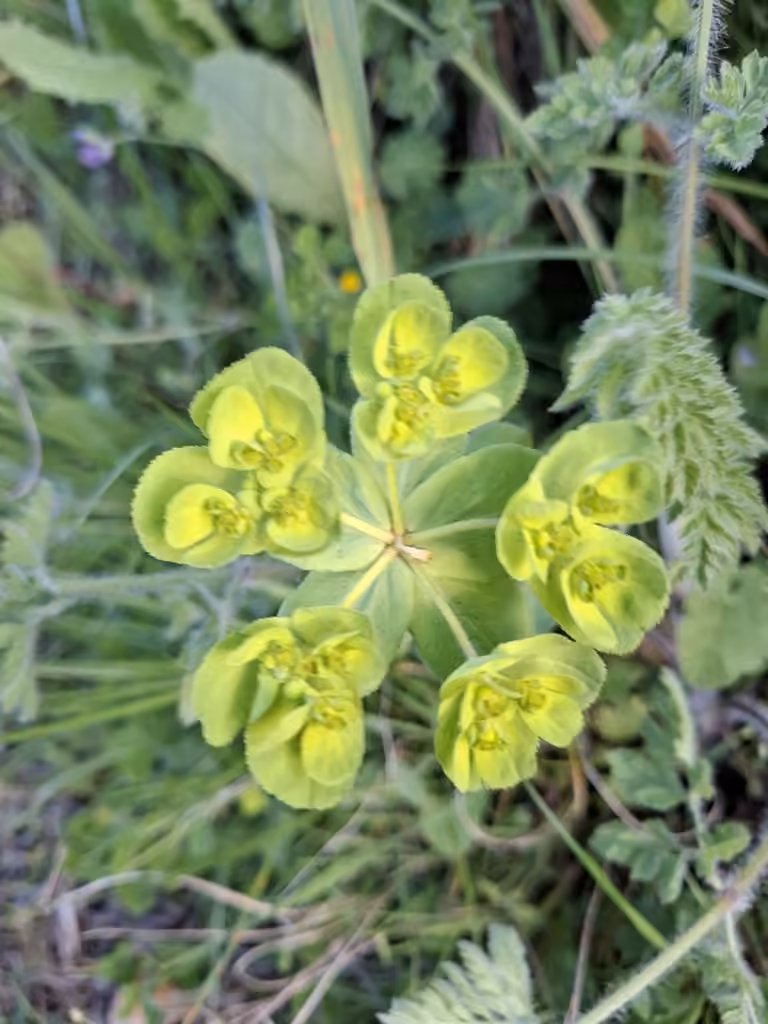 Sun spurge, In flower