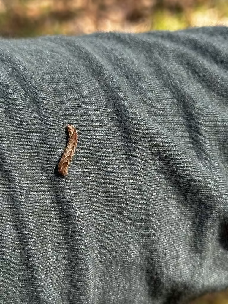 Dark-spotted Palthis Moth, Caterpillar