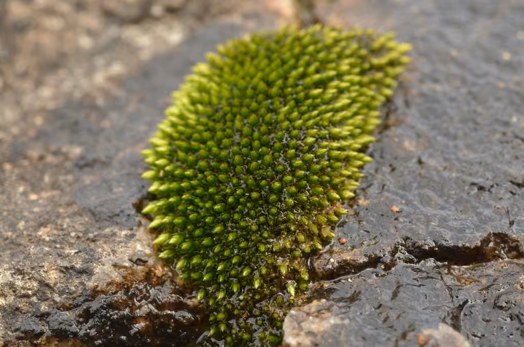 Bud-tipped Bryum, photo 1 of 5