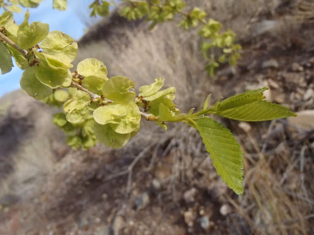 Orme de Sibérie, En fruits