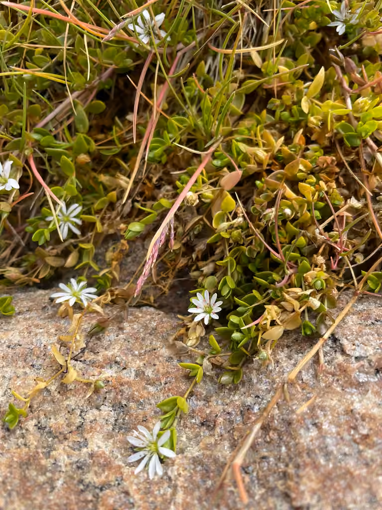 Stellaire déprimée, En fleurs