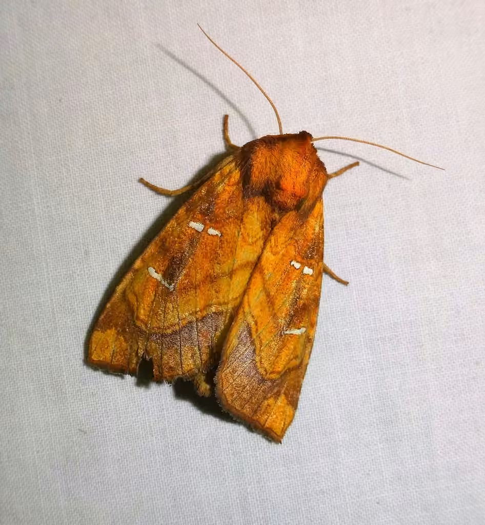 Royal Fern Borer Moth, Adulte