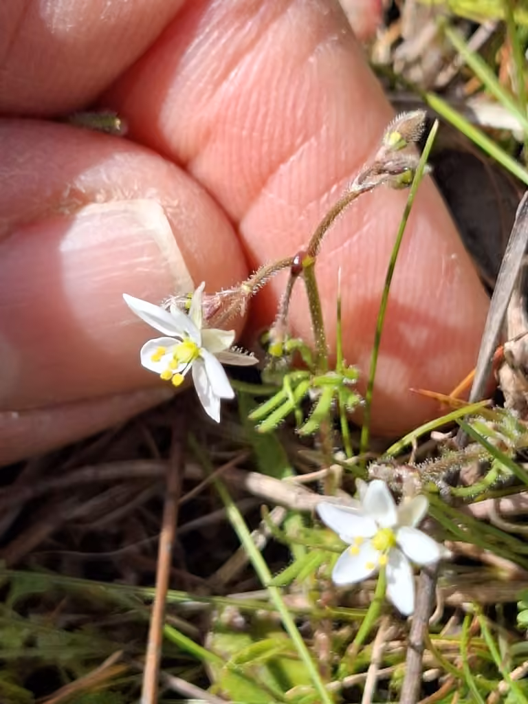 Spargoute des champs, En fleurs