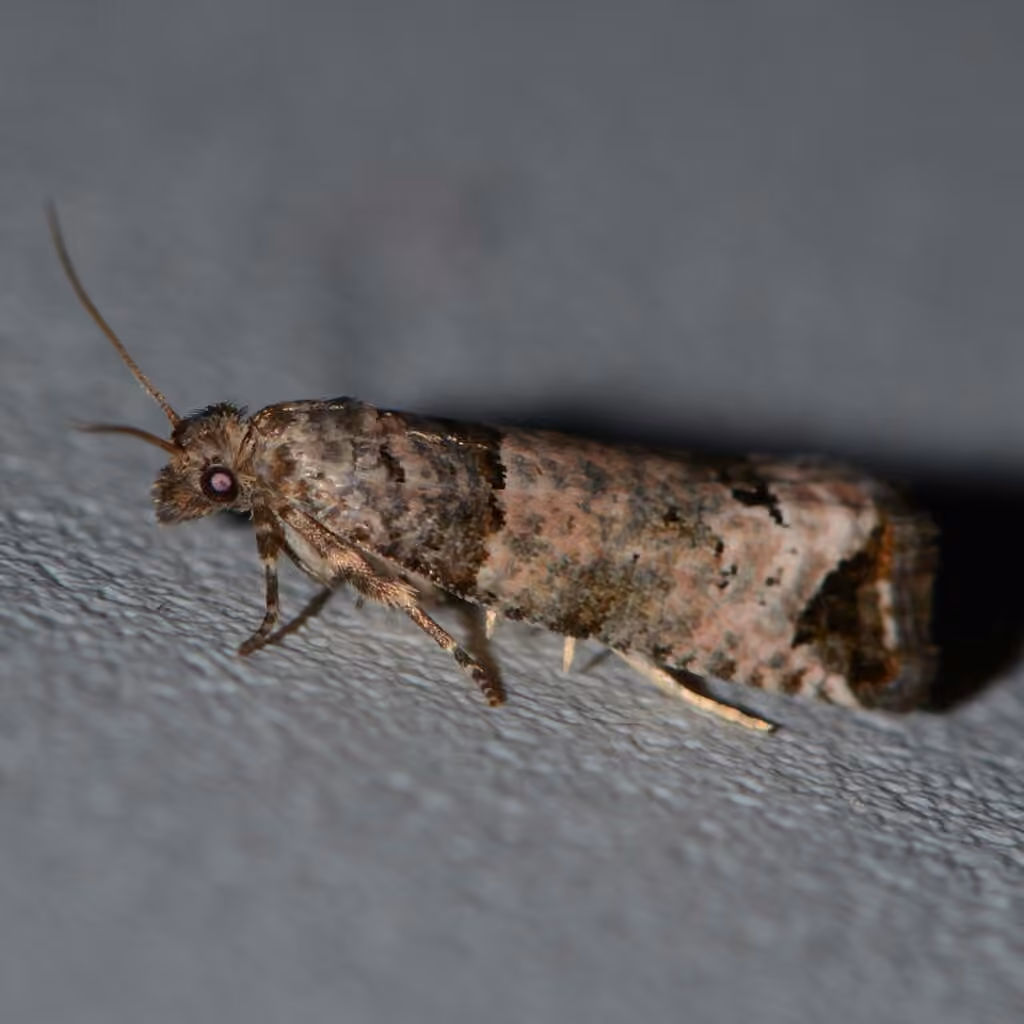 Notocelia culminana, Adult