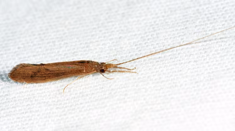 Leptocère invisible, Adulte
