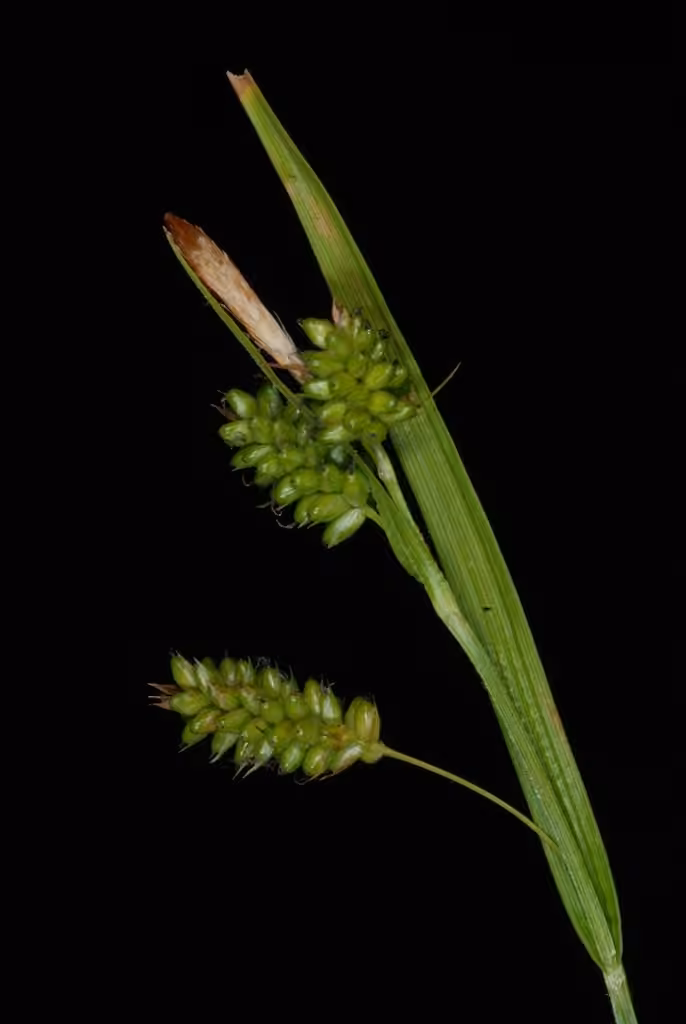 Carex pâle, En fruits