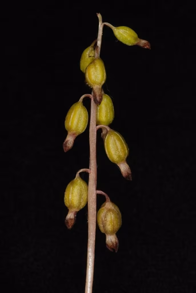 Autumn coralroot, photo 1 of 5