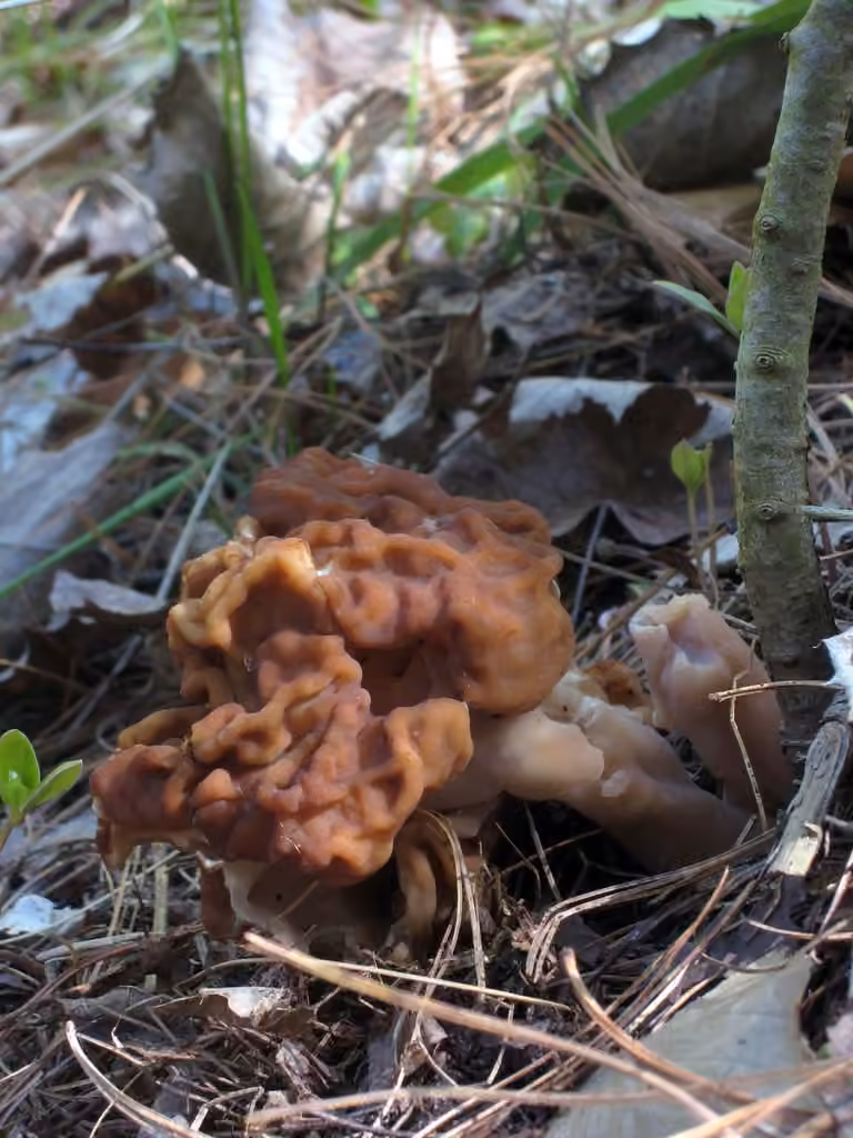 Gyromitra venenata, photo 3 sur 5
