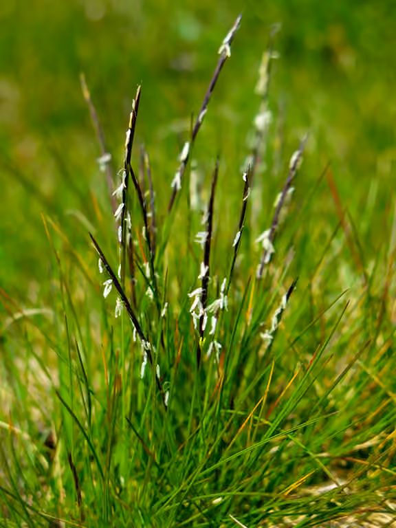 Matgrass, photo 1 of 5
