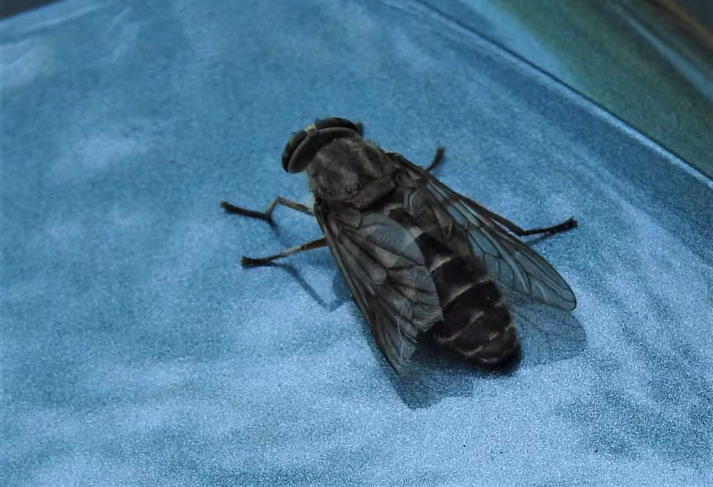 Small-headed horse fly, photo 2 of 5