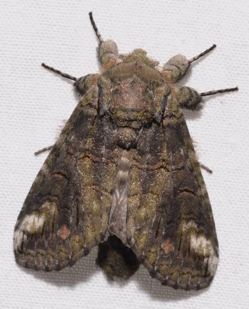 Oblique Heterocampa Moth, photo 1 of 5