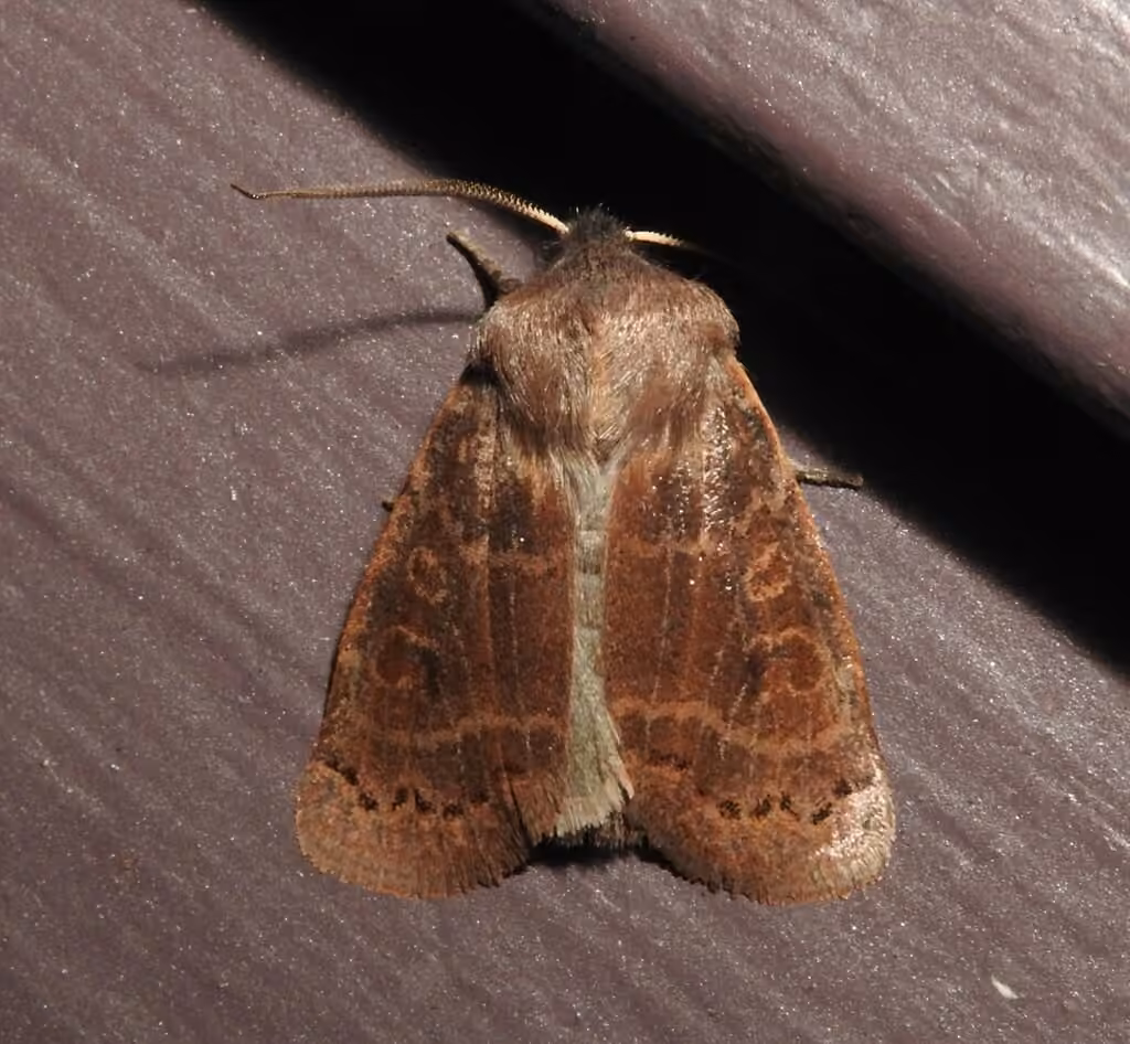 Goat Sallow, Adult