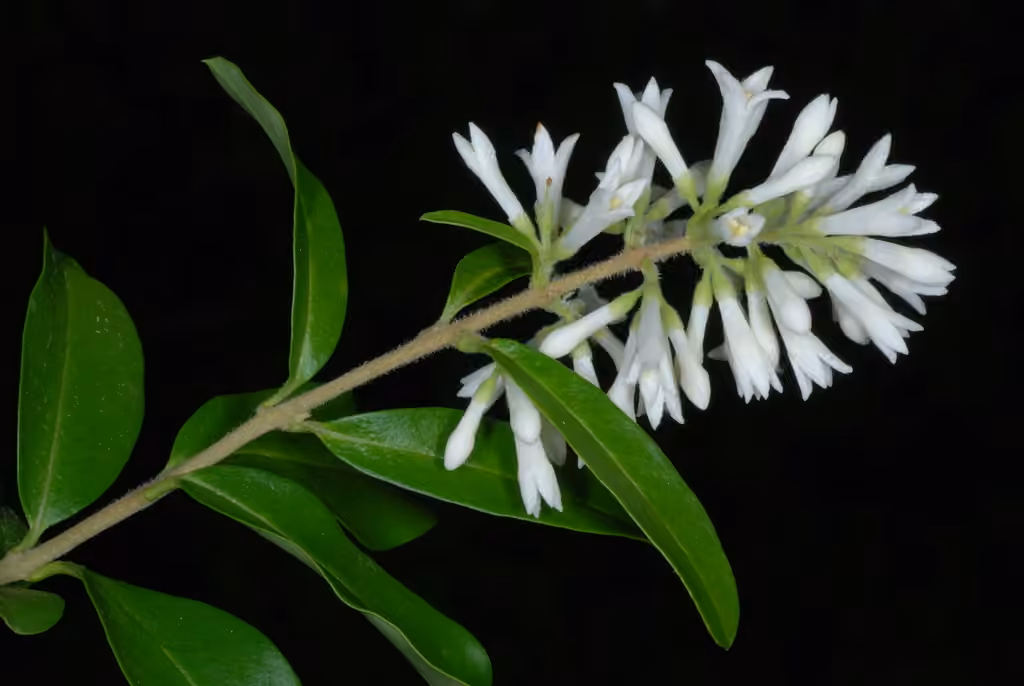 Border privet, photo 1 of 5