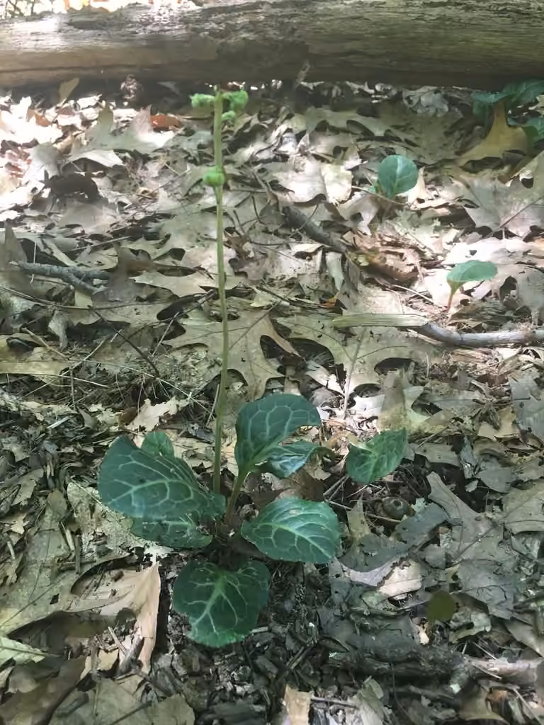 American Wintergreen, In fruit