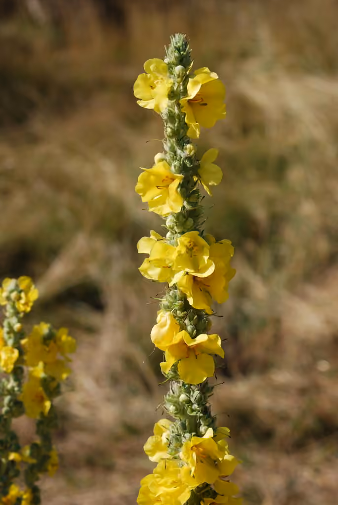 Molène faux-phlomis, photo 1 sur 5