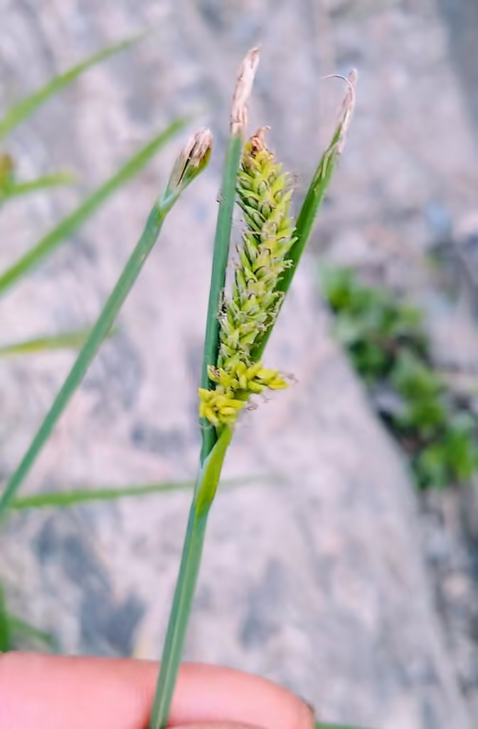 Carex lenticulaire, En fleurs
