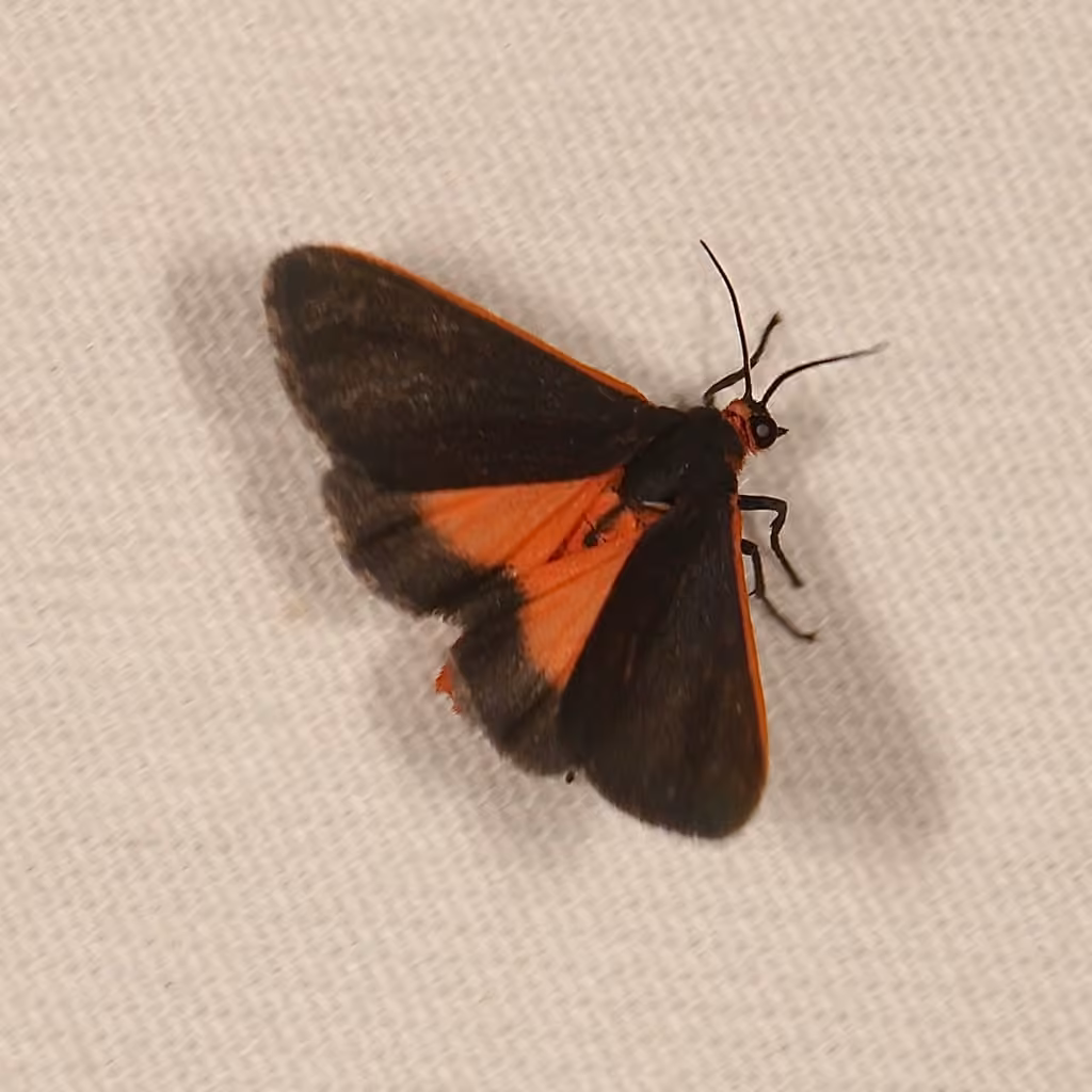 Joyful Virbia Moth, Adult