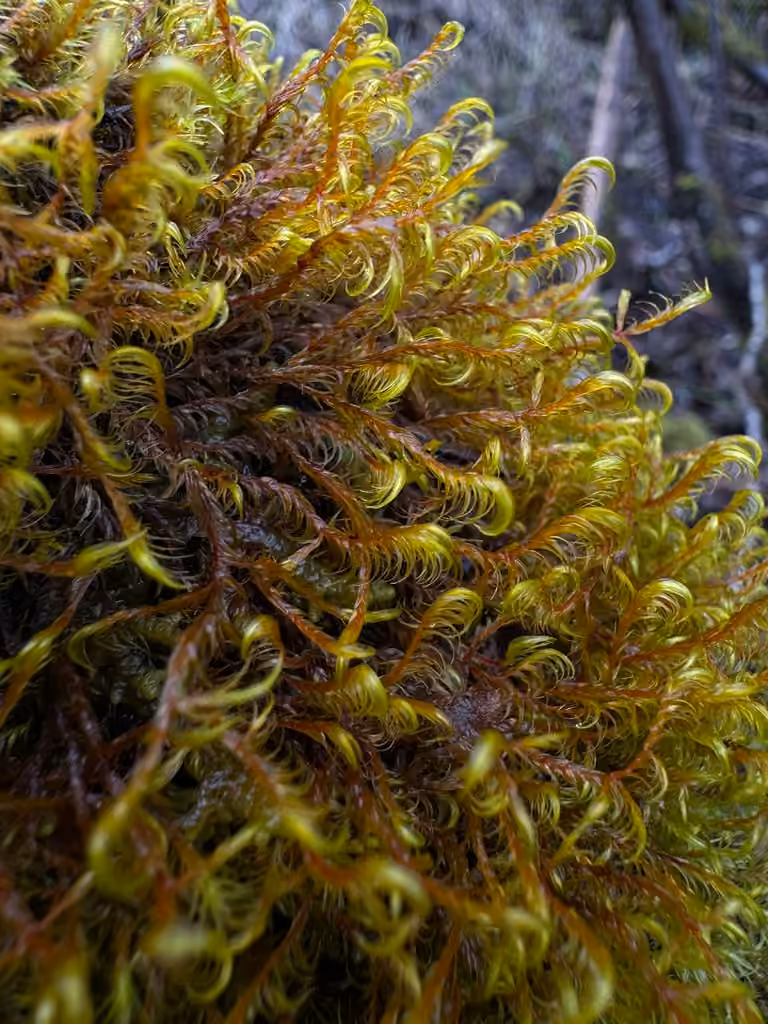 Dichelyma Moss
