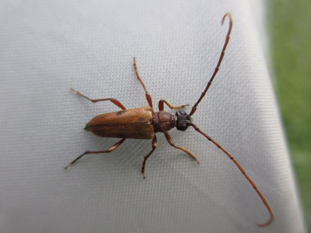 Two-spotted Long-horned Beetle, photo 1 of 5
