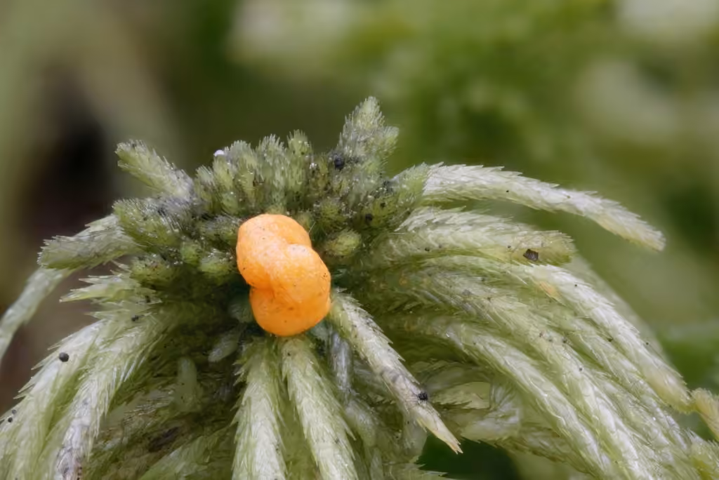 Hairy Pea Truffle