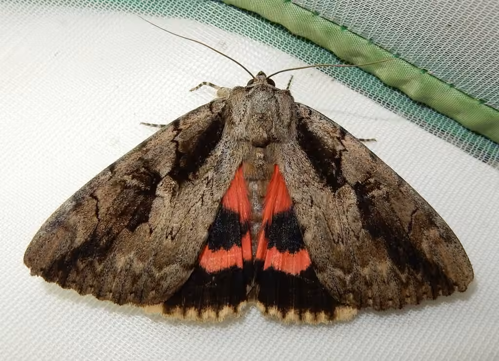 Sweetheart Underwing
