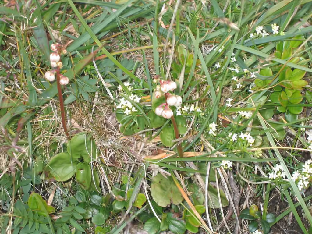 Lesser wintergreen, In flower
