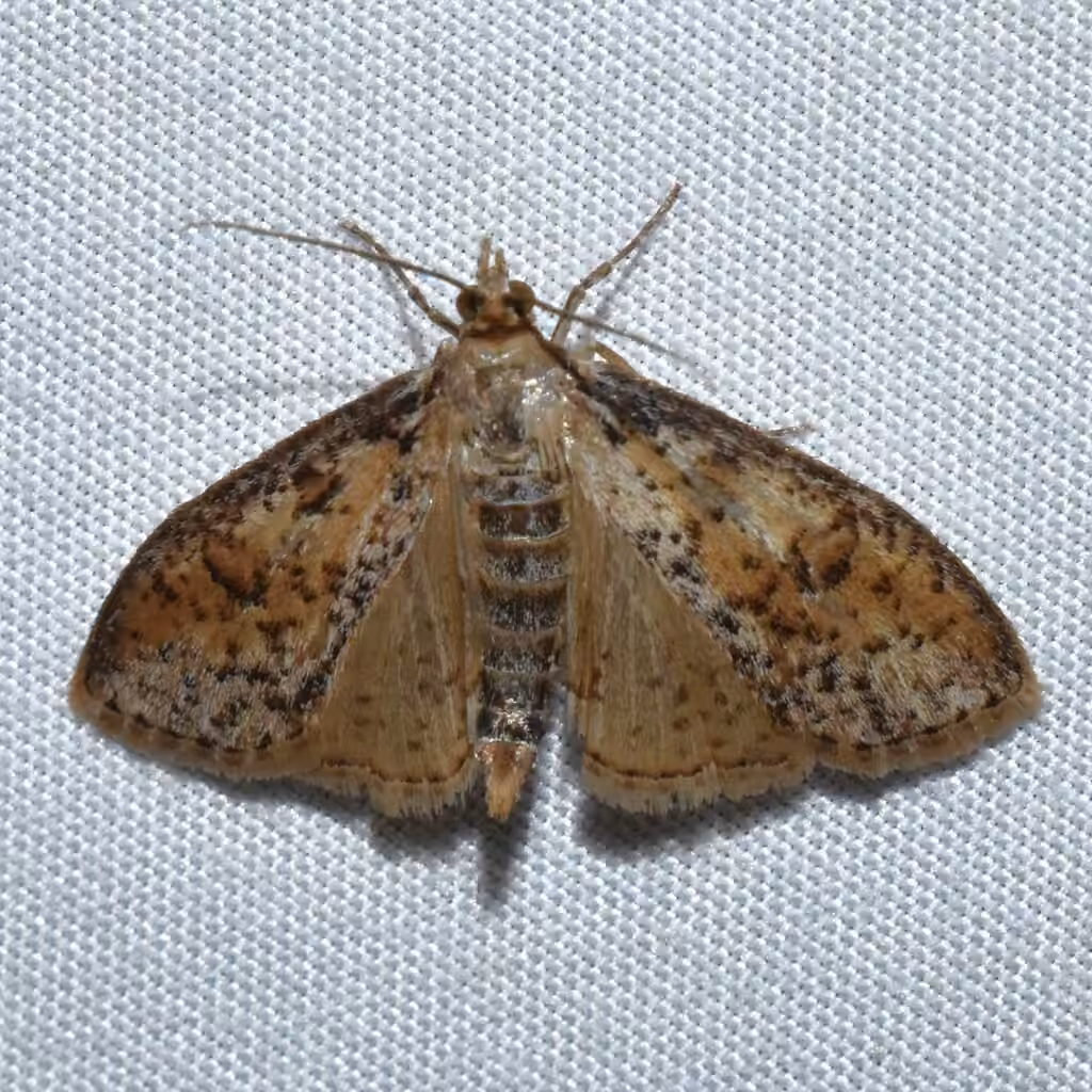 Palpita aenescentalis, photo 2 of 5