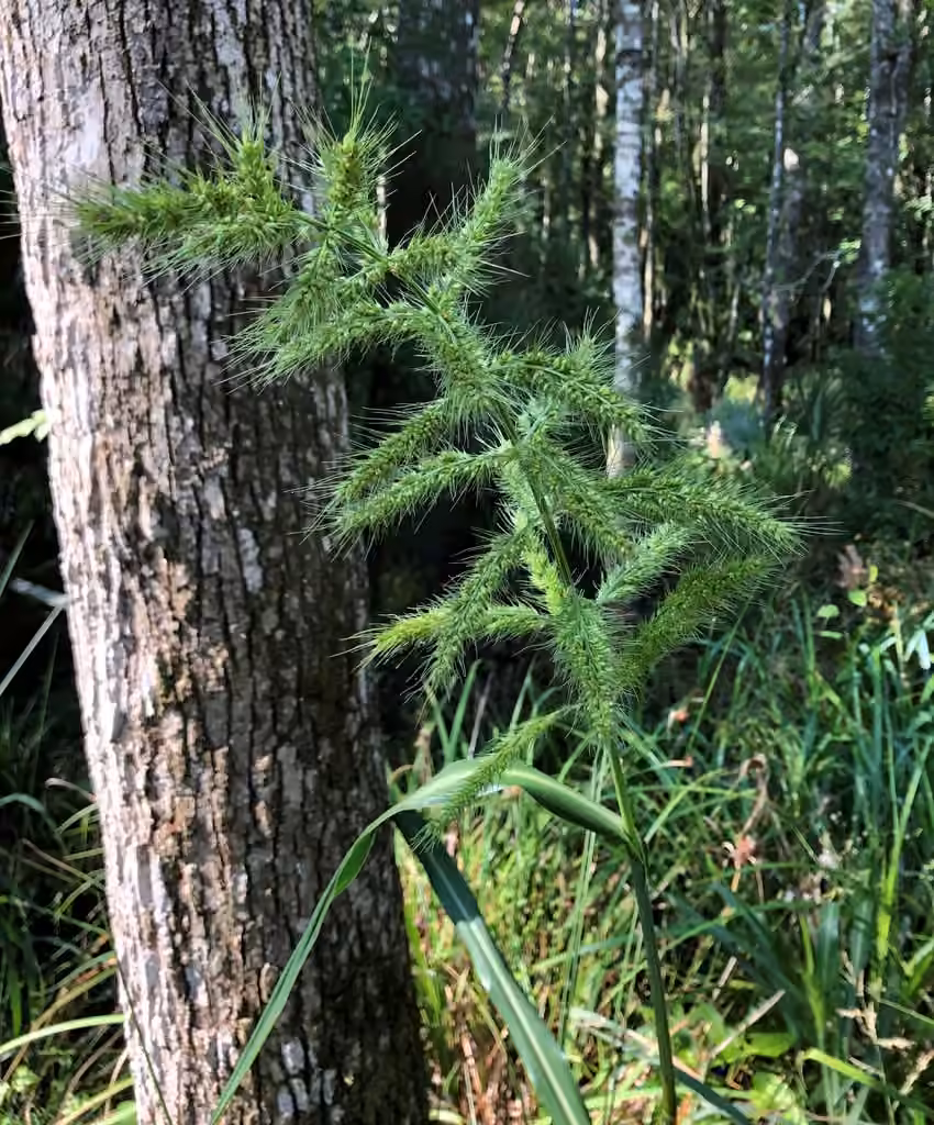 Échinochloa piquant